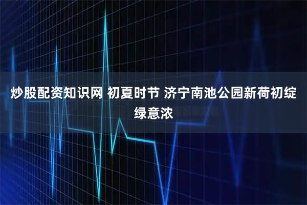 炒股配资知识网 初夏时节 济宁南池公园新荷初绽绿意浓